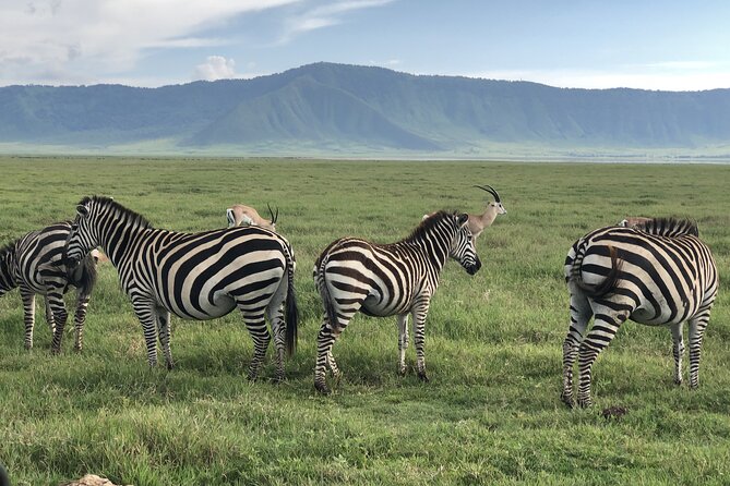 Private Ngorongoro and Tarangire 3-Day Safari From Zanzibar - Booking Details