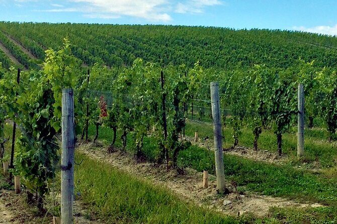 Private Niagara Wine Tour with Cheese and Charcuterie - The Sum Up