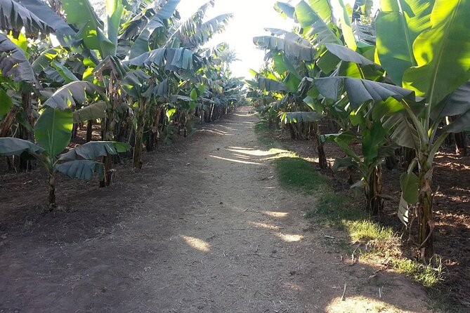 Private Nile River Adventure: Explore Banana Island Luxor - Good To Know