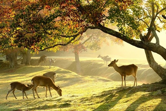 Private Noah Hire in Osaka Kyoto Nara Kobe With English Speaking Driver - Discovering Kyotos Hidden Gems