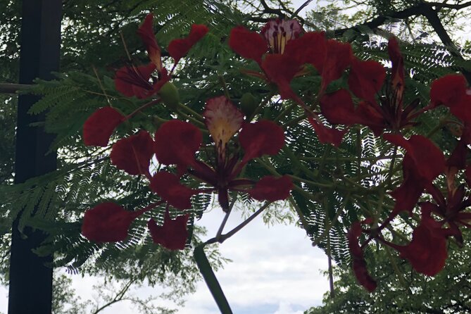 Private North Shore Tour From Waikiki - Pickup and Drop-off Options