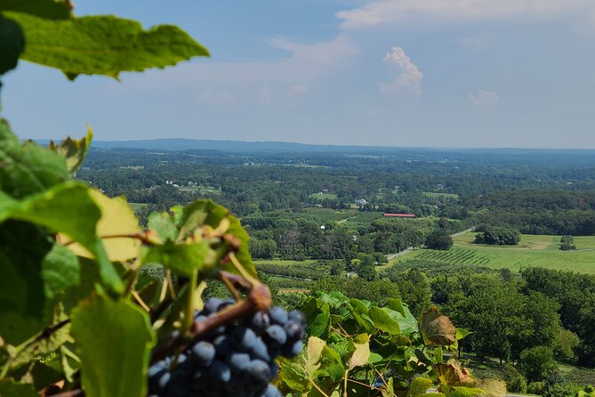 Private Northern Virginia Wine Tours - Private Wine Tour Details