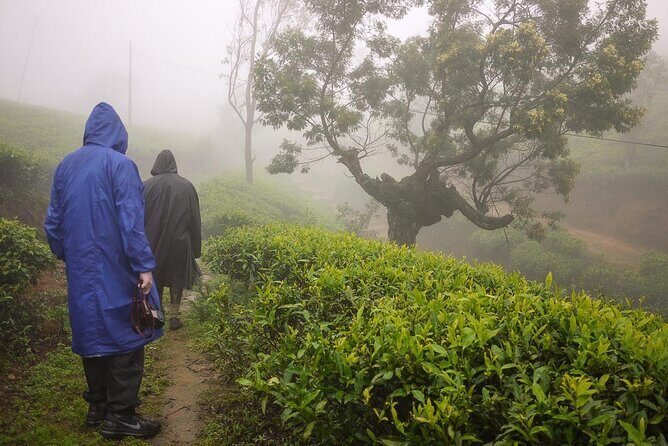Private Nuwara Eliya Day Trip from Colombo All Inclusive - The Sum Up