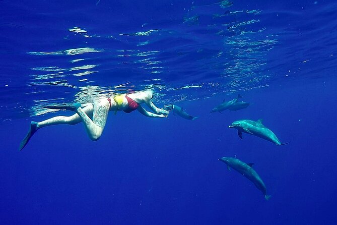 Private Oahu 3hr Guided Swim With Whale, Dolphin, Turtle Trek - Expectations and Accessibility