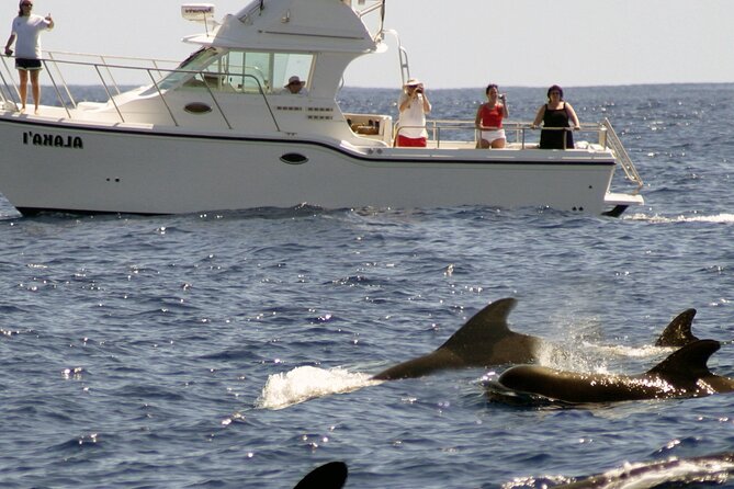 Private Oahu 3hr Guided Swim With Whale, Dolphin, Turtle Trek - Additional Information