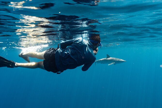 Private Ocean Seafari Swim with Wildlife in SJC - An Overview of the Ocean Safari Experience