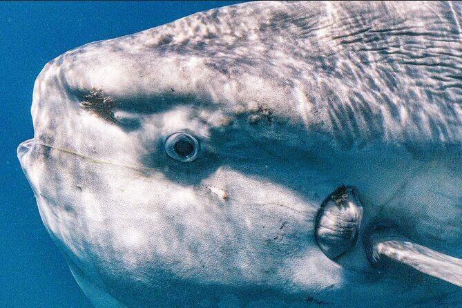 Private Ocean Seafari Swim with Wildlife in SJC - The Practical Details