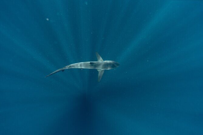 Private Ocean Seafari Swim with Wildlife in SJC - The Sum Up: Who Will Love This Tour?