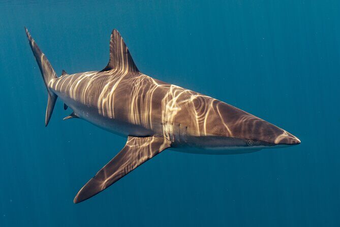 Private Ocean Seafari Swim with Wildlife in SJC - Frequently Asked Questions