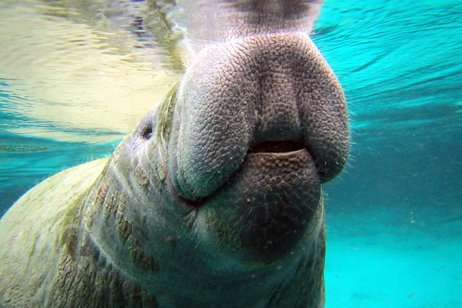 Private OG Manatee Snorkel Tour With Guide for up to 10 People - Tour Details and Overview
