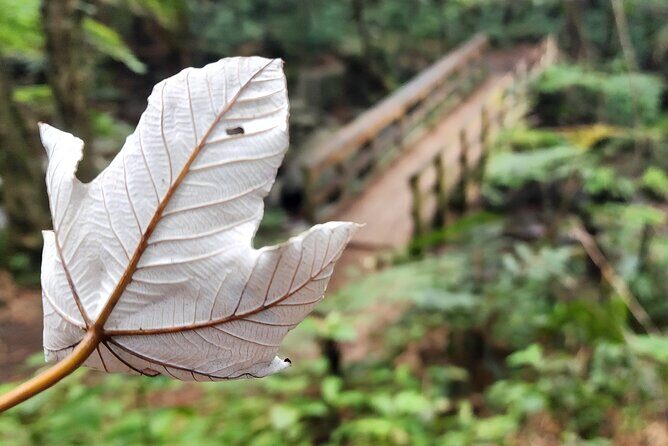 Private Old San Juan & El Yunques's Angelito Trail Tour 5HR - Good To Know