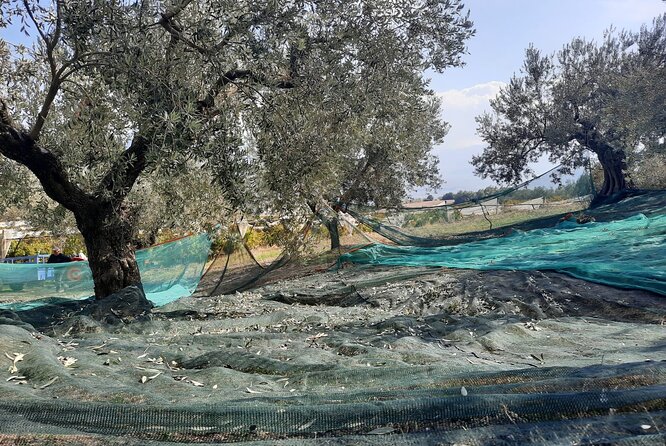 Private Olive Tasting Tour of Peloponnese - Cancellation Policy