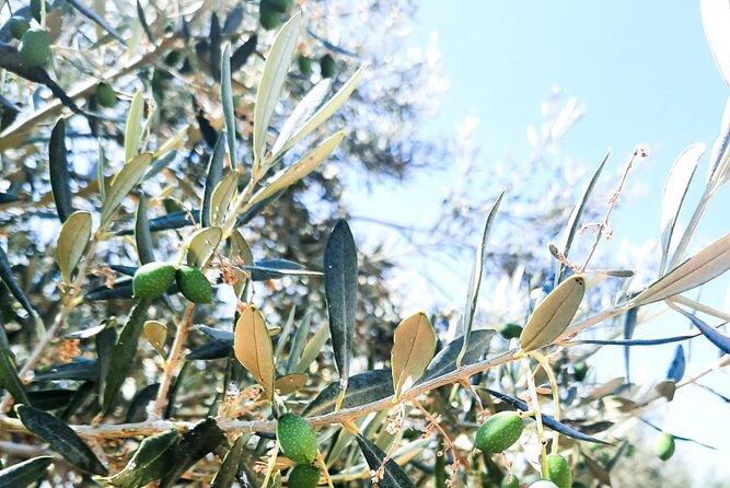 Private Olive Tasting Tour of Peloponnese - The Sum Up