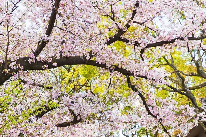Private One Day Nikko Tour With Bilingual Driver - Reviews