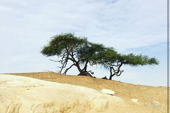 Private One Day Tour to the White Desert From Cairo - Accessibility Information