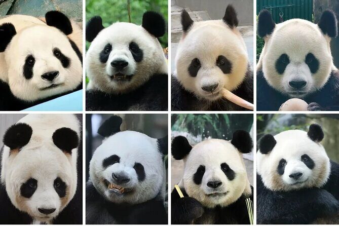 Private One Day Trip to Experience Chengdu Local Life - A Thoughtful Dive into the Itinerary