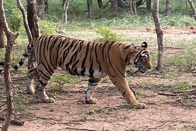Private One-Day Trip to Ranthambore National Park From Jaipur - Trip Itinerary