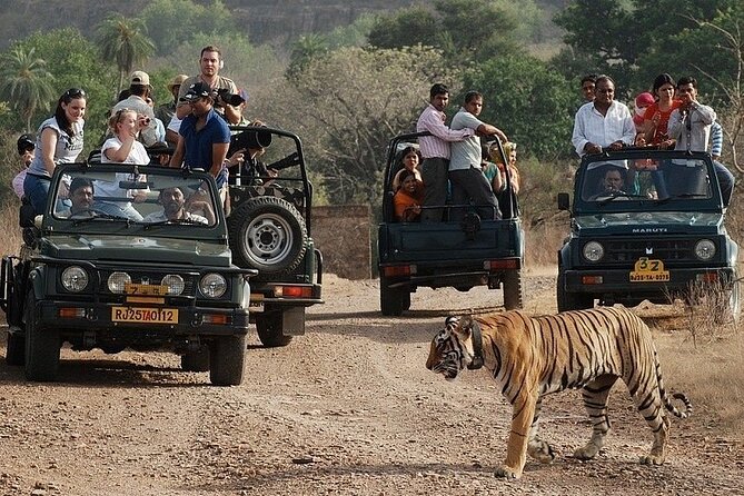 Private One-Day Trip to Ranthambore National Park From Jaipur - Wildlife Sightings