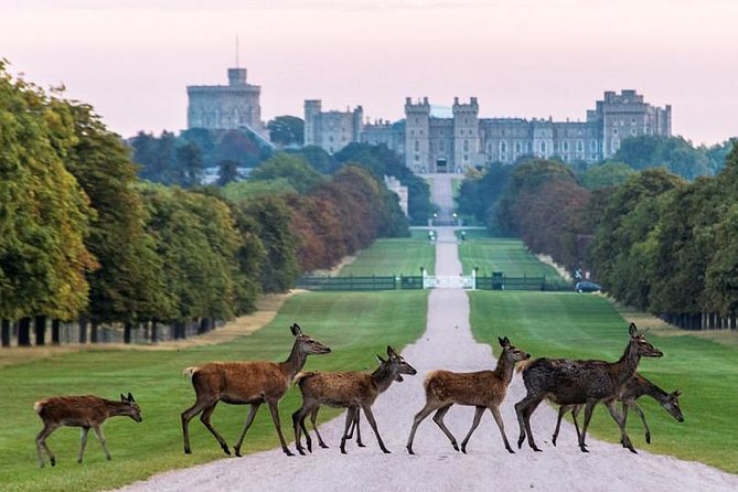 Private One Way or Round Trip Transfer From Heathrow Airport to Windsor - Overview of the Transfer Service