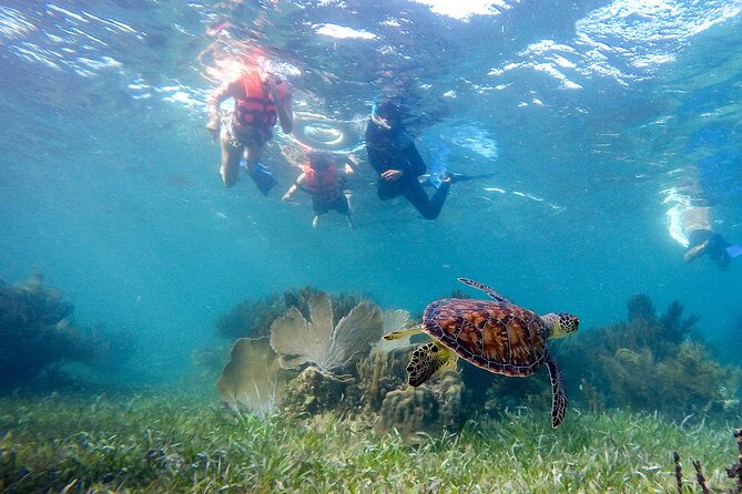 Private (Only You) Reef Snorkeling in Puerto Morelos 2x40 Minutes - Tour Inclusions