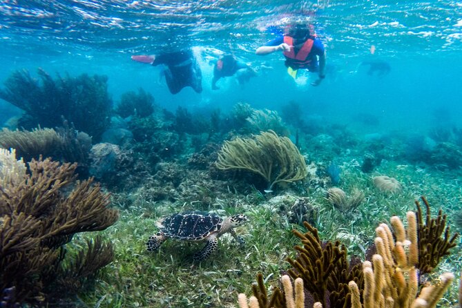 Private (Only You) Reef Snorkeling in Puerto Morelos 2x40 Minutes - Meeting and Pickup