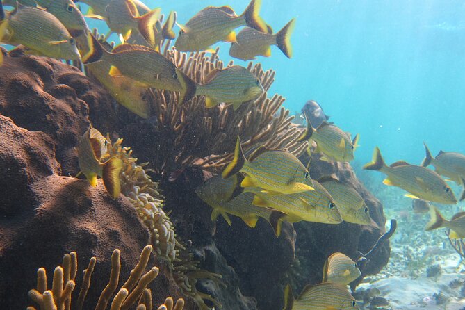 Private (Only You) Reef Snorkeling in Puerto Morelos 2x40 Minutes - Cancellation Policy