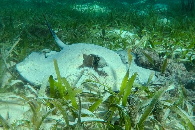 Private (Only You) Reef Snorkeling in Puerto Morelos 2x40 Minutes - Safety and Accessibility