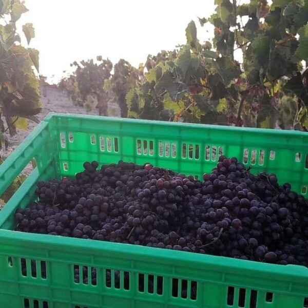 Private Organic Vineyard Visit With Liqueur Tasting - Important Visitor Information