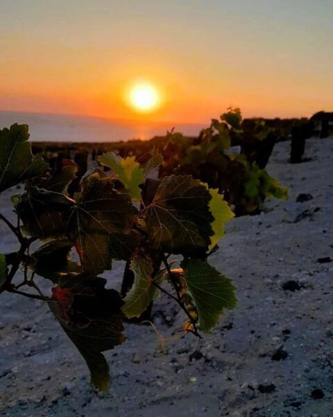 Private Organic Vineyard Visit With Liqueur Tasting - Recommended Preparations