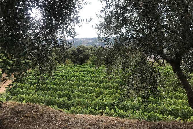 Private Organic Wine & Provence Food Tasting Tour - Common Questions
