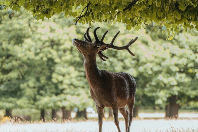 Private Osaka and Nara tour with English speaking guide - Introduction