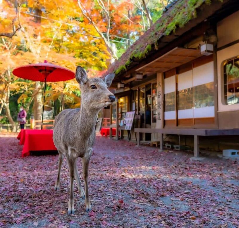 Private Osaka Nara & Katsuo-ji Temple Minoh Tour With Guide - Good To Know