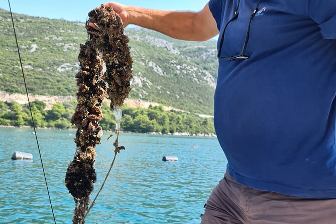 Private Oyster and Wine Tasting Day Trip Along Peljesac - Optional Ston City Walls Exploration