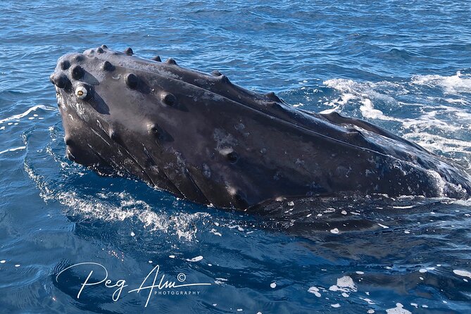 Private Paddleboard (Sup) Whale Watch! (All Skill Levels Welcome) - Overview and Details
