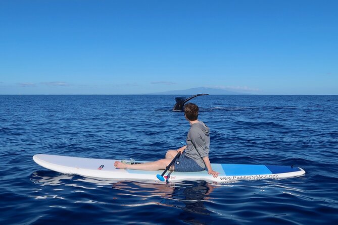 Private Paddleboard (Sup) Whale Watch! (All Skill Levels Welcome) - Use of Snorkeling Equipment