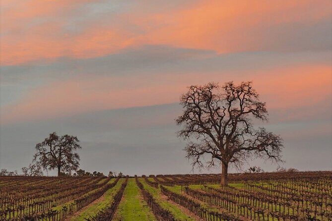 Private Paint and Sip Experience in Wine Country - Why the Experience Offers Good Value