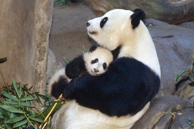 Private Panda Base and Leshan Buddha Day Tour From Chongqing - Frequently Asked Questions