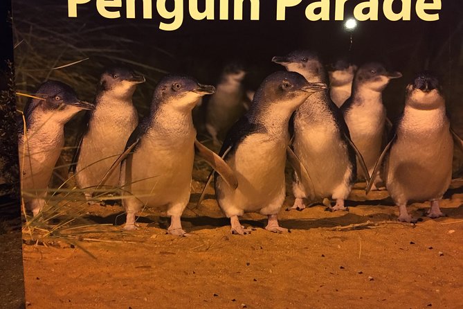 Private Penguin Tour Includes Tour Guide & Premium View Tickets - Tour Details and Refund Policy