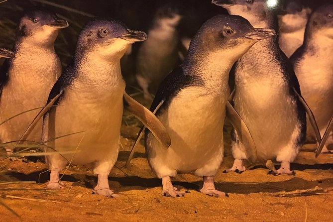 Private Penguin Tour Includes Tour Guide & Premium View Tickets - Traveler Reviews