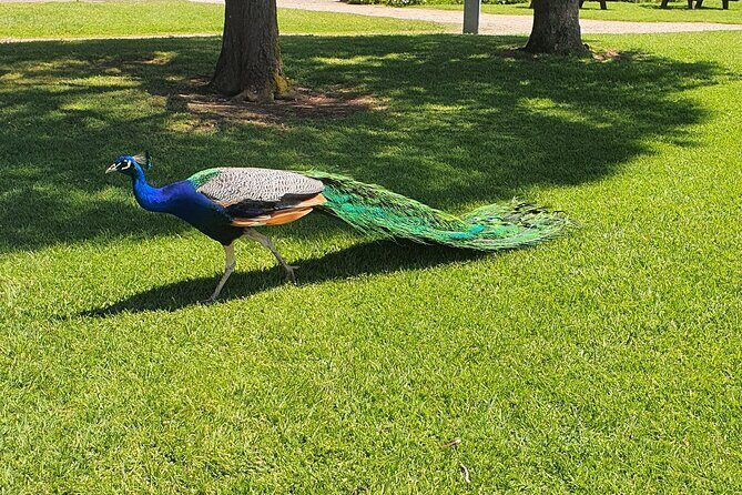 Private Phillip Island Day Tour - How the Tour Unfolds: A Breakdown of the Itinerary