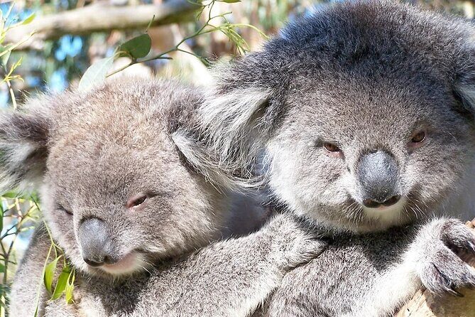 Private Phillip Island Day Tour - Transportation and Timing: Why They Matter  