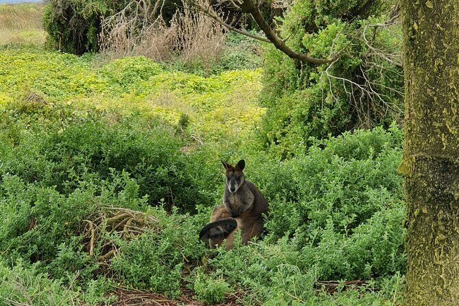 Private Phillip Island Day Tour - The Value of This Tour