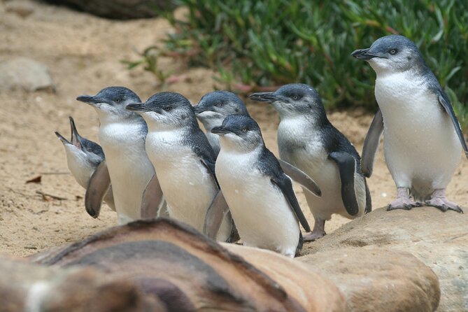 Private Phillip Island Full Day Tour - Transportation Details
