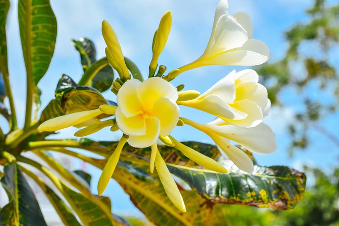 Private Phuket City Tour With Licensed Guide - Common Questions