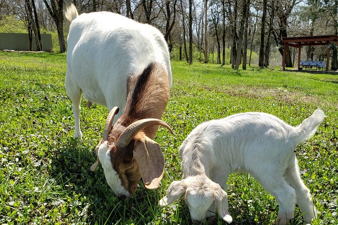 Private Picnic With Goats in Lexington - Experience Overview