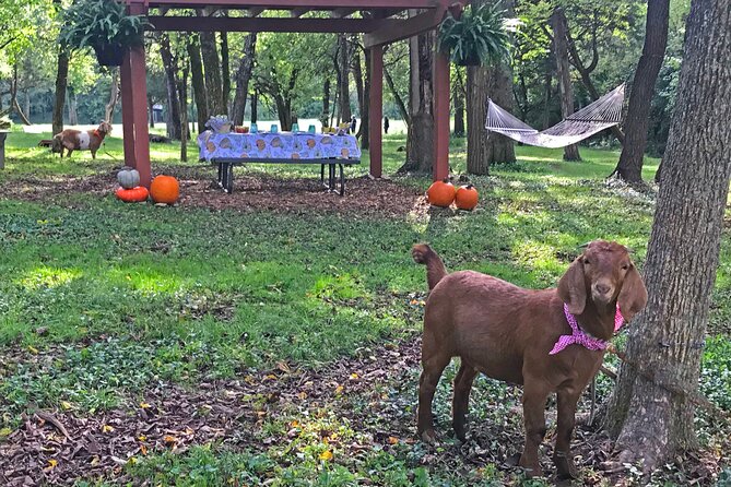 Private Picnic With Goats in Lexington - Additional Information