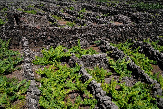Private Pico Wine Tour - Transportation and Logistics