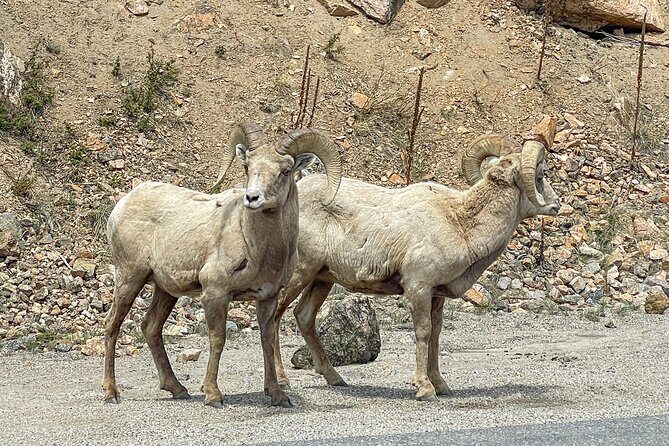 Private Pikes Peak Region Backcountry Half Day Adventure Tour - Who Will Love This Tour?