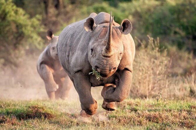 Private Pilanesberg Closed Drive Safari - Safari Itinerary