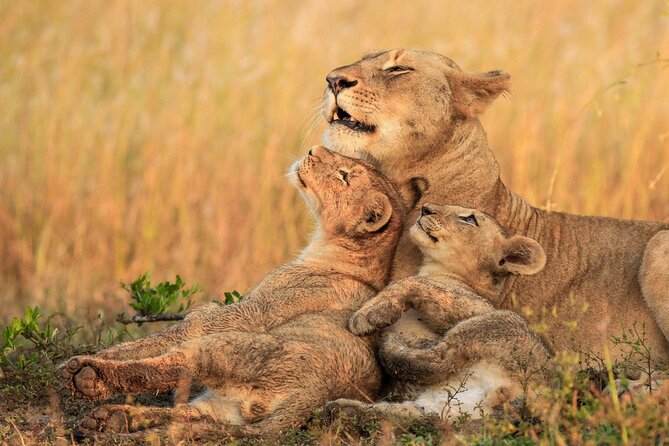 Private Pilanesberg Closed Drive Safari - Inclusions and Exclusions